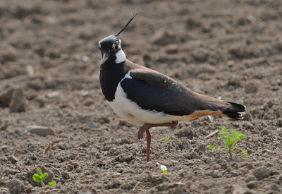 Tofsvipa-Northern lapwing-(Vanellus Vanellus)