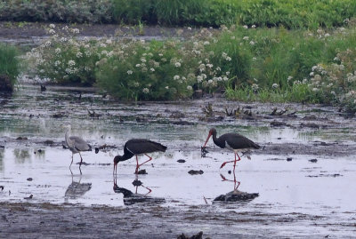Svart stork-Black stork-(Ciconia Nigra)