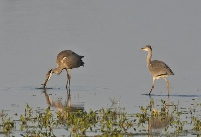 Grhger-Grey heron-(Ardea Cinerea)