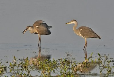 Grhger-Grey heron-(Ardea Cinerea)