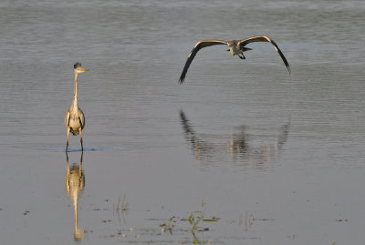 Grhger-Grey heron-(Ardea Cinerea)