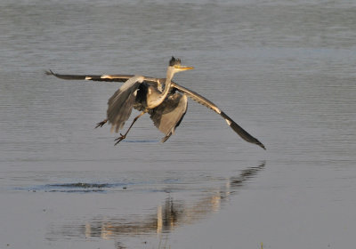 Grhger-Grey heron-(Ardea Cinerea)