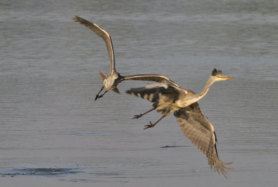 Grhger-Grey heron-(Ardea Cinerea)