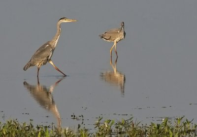 Grhger-Grey heron-(Ardea Cinerea)