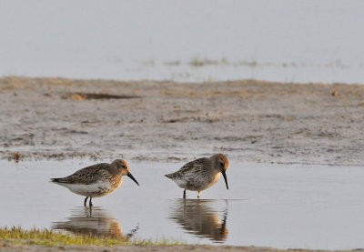 Krrsnppa-Dunlin-(Calidris Alpina)