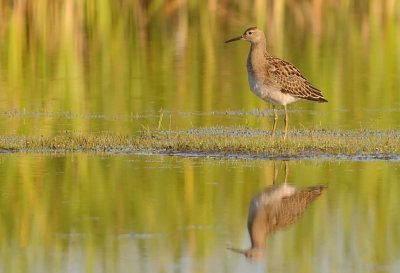 Brushane-Ruff-(Philomachus Pugnax)