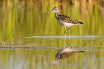 Gluttsnppa-Common greenshank-(Tringa Nebularia)