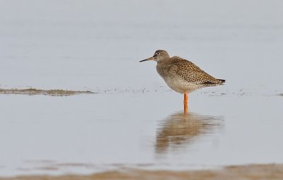 Rdbena-Common redshank-(Tringa Totanus)