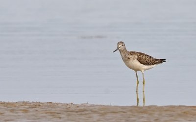 Gluttsnppa-Common greenshank-(Tringa Nebularia)