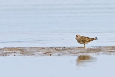 Mosnppa-Temmincks stint-(Calidris Temminckii)