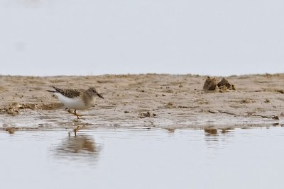 Mosnppa-Temmincks stint-(Calidris Temminckii)