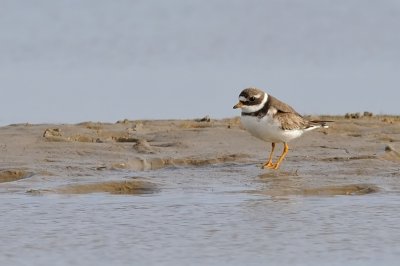 Strre strandpipare-Common plover-(Charadrius Hiaticula)