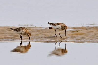 Krrsnppa-Dunlin-(Calidris Alpina)