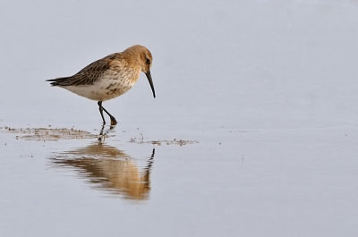Krrsnppa-Dunlin-(Calidris Alpina)