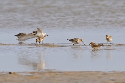Krrsnppa-Dunlin-(Calidris Alpina)