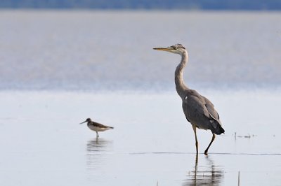 Grhger-Grey heron-(Ardea Cinerea)