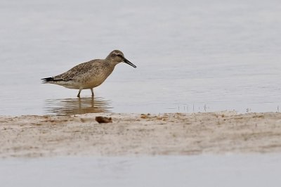 Kustsnppa-Red knot-(Calidris Canutus)