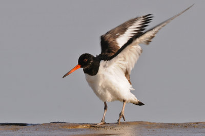 Strandskata-Eurasian oystercatcher-(Haematopus Ostralegus)