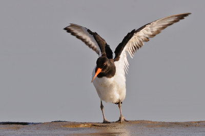 Strandskata-Eurasian oystercatcher-(Haematopus Ostralegus)