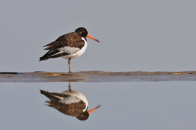 Strandskata-Eurasian oystercatcher-(Haematopus Ostralegus)