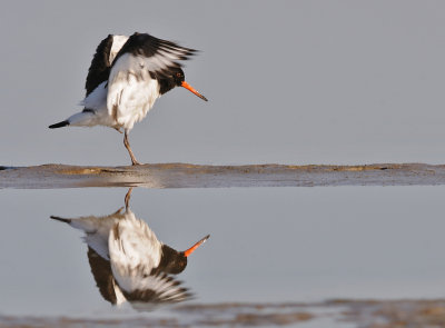 Strandskata-Eurasian oystercatcher-(Haematopus Ostralegus)