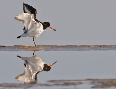Strandskata-Eurasian oystercatcher-(Haematopus Ostralegus)