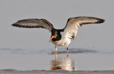 Strandskata-Eurasian oystercatcher-(Haematopus Ostralegus)