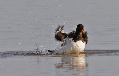 Strandskata-Eurasian oystercatcher-(Haematopus Ostralegus)