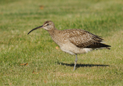 Smspov-Whimbrel-(Numenius Phaeopus)
