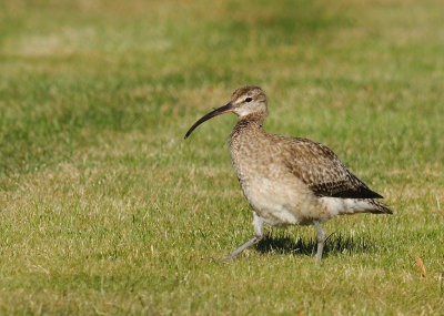 Smspov-Whimbrel-(Numenius Phaeopus)