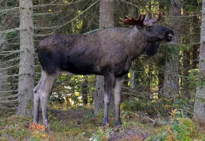 Klintesjtjuren2013