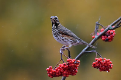 Rdvingetrast-Redwing-(Turdus Iliacis)