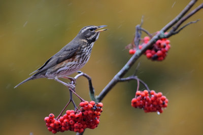 Rdvingetrast-Redwing-(Turdus Iliacis)