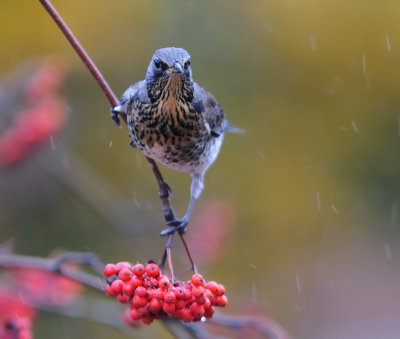 Bjrktrast-Fieldfare-(Turdus Pilaris)