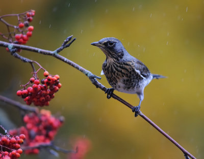 Bjrktrast-Fieldfare-(Turdus Pilaris)