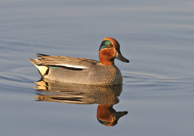 Kricka-Common teal-(Anas Crecca)
