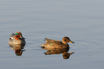 Kricka-Common teal-(Anas Crecca)