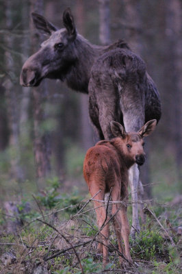 lg-Elk-(Alces Alces)