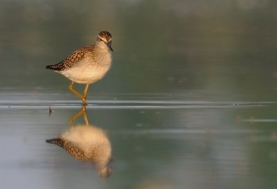Grnbena-Wood sandpiper-(Tringa Glareola)