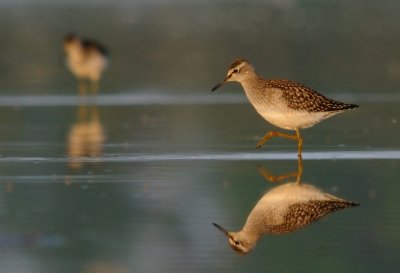 Grnbena-Wood sandpiper-(Tringa Glareola)