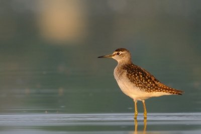 Grnbena-Wood sandpiper-(Tringa Glareola)