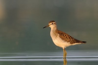 Grnbena-Wood sandpiper-(Tringa Glareola)