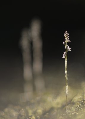 Knrot-Creeping ladys-tresses-(Goodyera Repens)