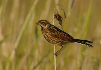 Svsparv-Reed bunting-(Emberiza Schoeniclus)
