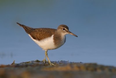 Drillsnppa-Common sandpiper-(Actitis Hypoleucos)