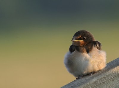 Ladusvala-Barn swallow-(Hirundo Rustica)