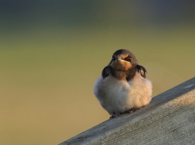 Ladusvala-Barn swallow-(Hirundo Rustica)