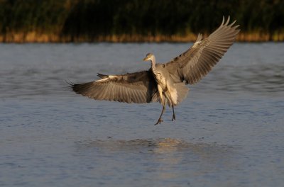 Grhger-Grey heron-(Ardea Cinerea)