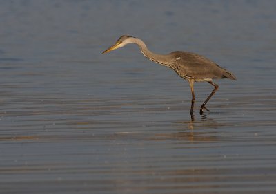 Grhger-Grey heron-(Ardea Cinerea)