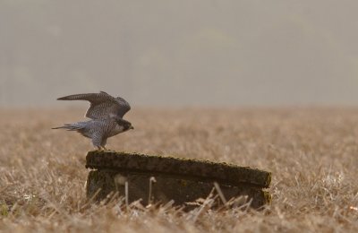 Pilgrimsfalk-Peregrine falcon-(Falco Peregrinus)